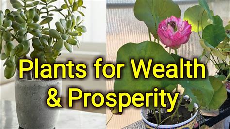 Wealth Witchcraft Lucky Plants: Tapping into the Energetic Forces of Nature for Wealth